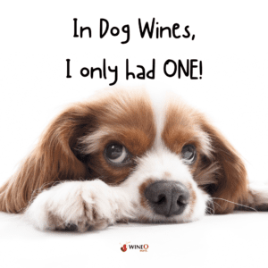 dog wine wine bottles wine glasses