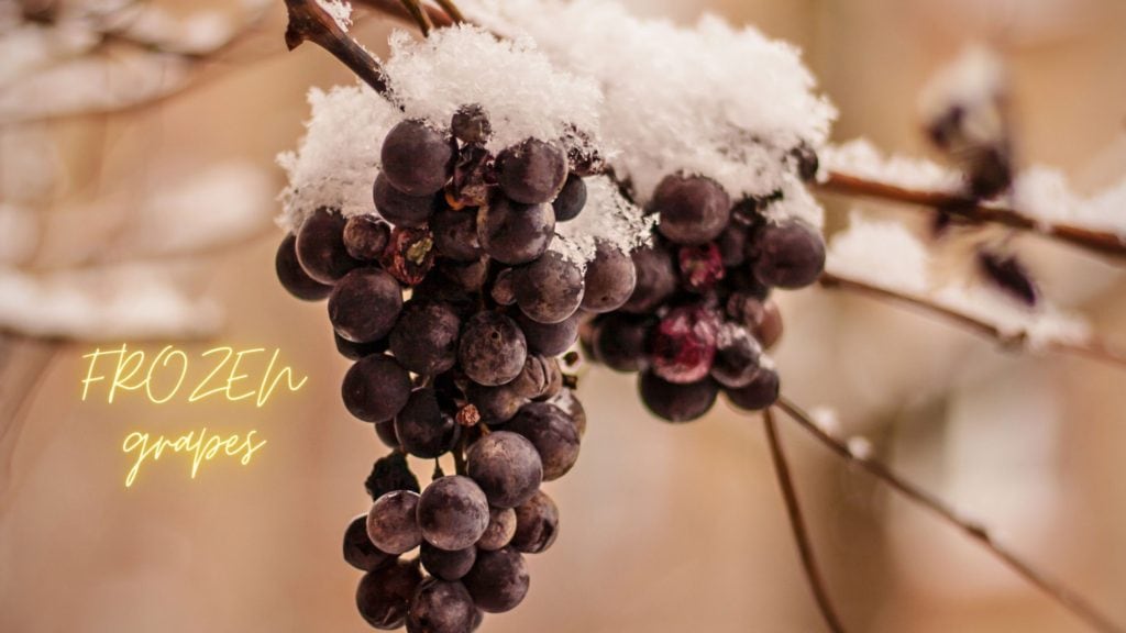 called ice wine grapes frozen