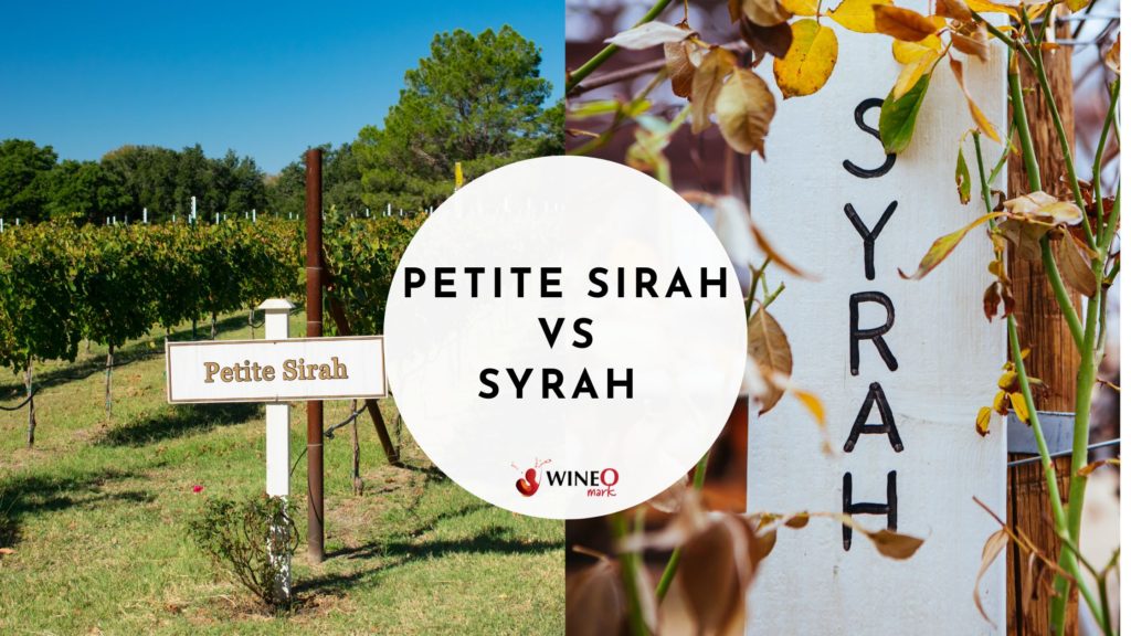 Petite Sirah vs Syrah