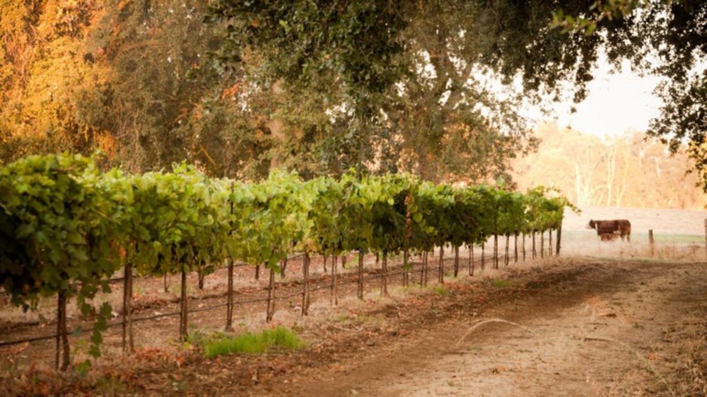 best wineries to visit in lodi